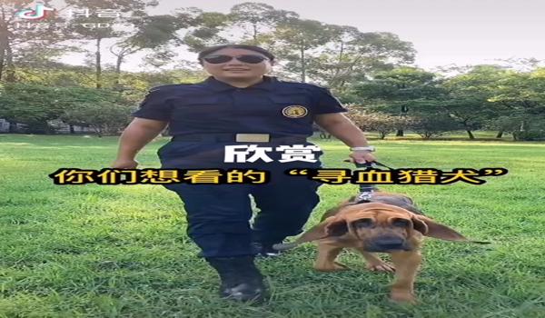 三角洲手机版怎么弄 寻血猎犬(三角洲手机版寻血猎犬怎么弄到?) 三角洲手机版怎么弄 寻血猎犬(三角洲手机版寻血猎犬怎么弄到?)