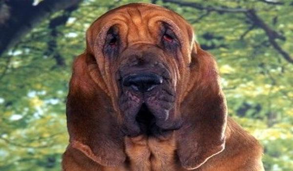 三角洲新版寻血猎犬(三角洲行动新版寻血猎犬的具体改动) 三角洲新版寻血猎犬(三角洲行动新版寻血猎犬的具体改动)